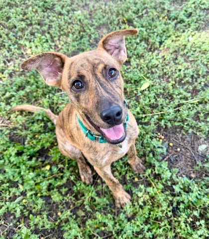 Photo of Bobby Sue, adoptable Mountain Cur in Inverness, Florida