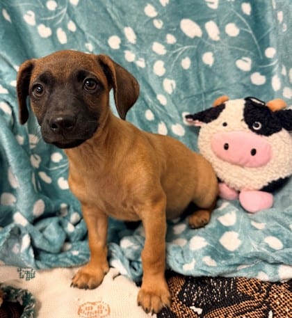 Photo of Bobby, adoptable dog in Bakersfield, California