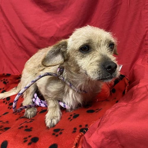 Photo of A614767, adoptable Norfolk Terrier in Modesto, California