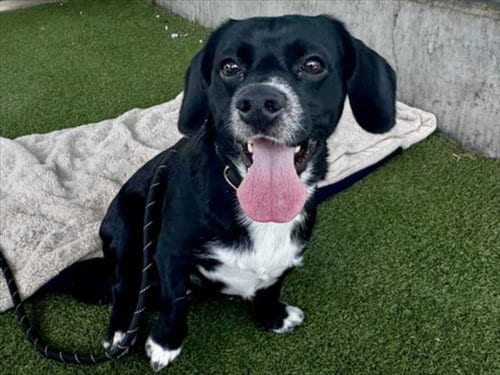 Photo of Samuel, adoptable Dachshund in Los Angeles, California