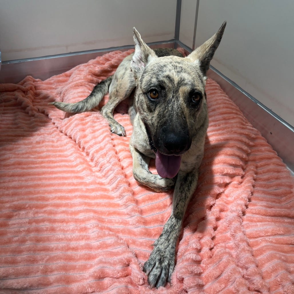 Photo of Florenza, adoptable Shepherd / Mix in Kanab, Utah