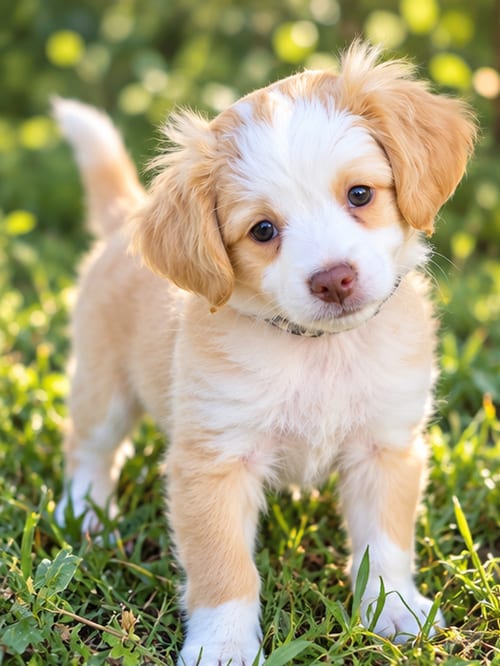 Photo of Sauce: Tzatziki, adoptable Cavalier King Charles Spaniel in Romoland, California