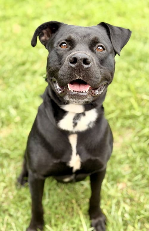 Photo of Expo, adoptable Pit Bull Terrier in Manahawkin, New Jersey