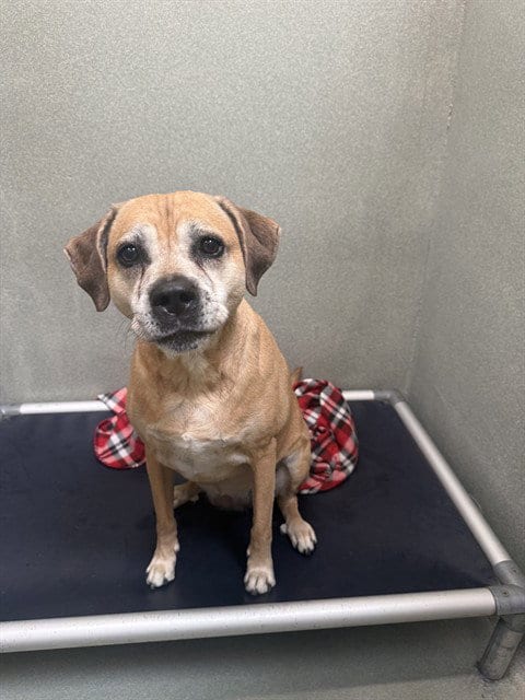 Photo of Piper, adoptable Labrador Retriever in Lee's Summit, Missouri