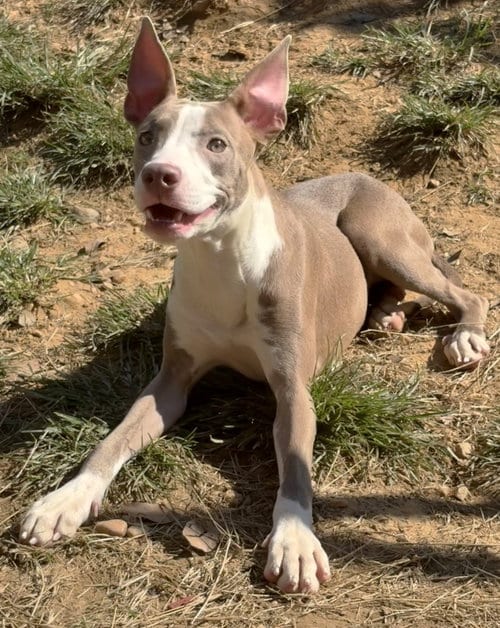Photo of Lemon Meringue, adoptable American Pit Bull Terrier in Wetumpka, Alabama