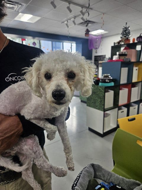 Photo of Ollie, adoptable Poodle (Miniature) in Temple, Texas