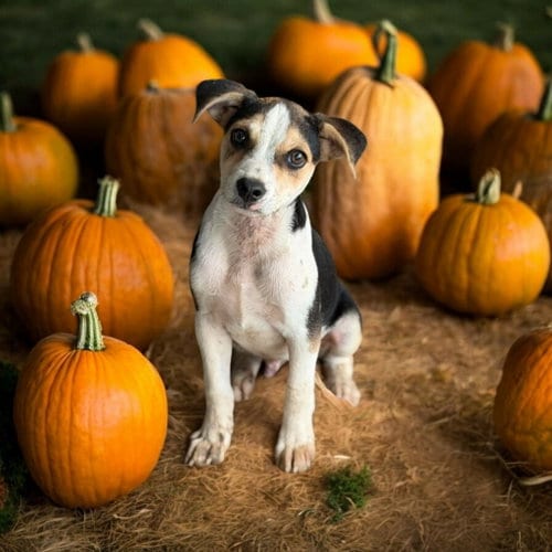 Photo of Moss, adoptable Chihuahua in Ashville, Ohio
