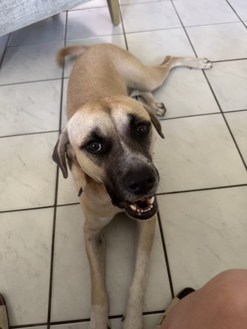 Photo of Caly, adoptable Boxer in Miami, Florida