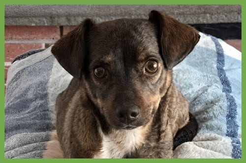 Photo of Toshi, adoptable Dachshund in Amherst, Massachusetts
