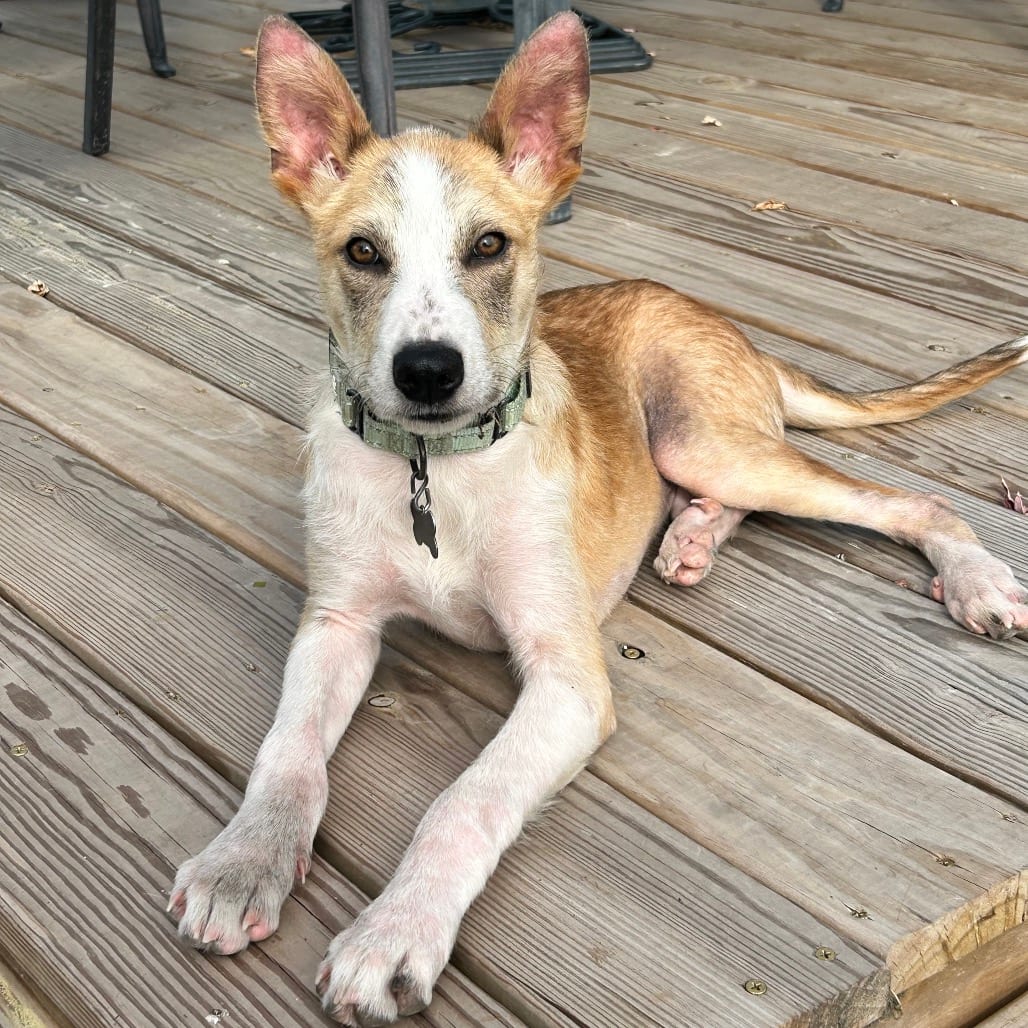 Photo of Maytag, adoptable Mixed Breed (Medium) / None in Buffalo, Minnesota
