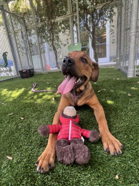 Photo of Shiba, adoptable Pit Bull Terrier in Los Angeles, California