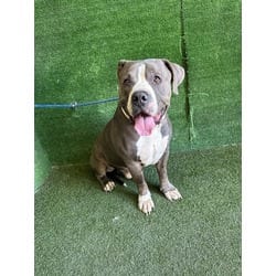 Photo of Baby Boy, adoptable Mastiff in Lancaster, California
