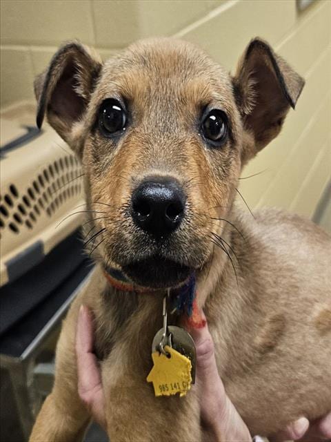 Photo of Impa, adoptable German Shepherd Dog in St Louis, Missouri