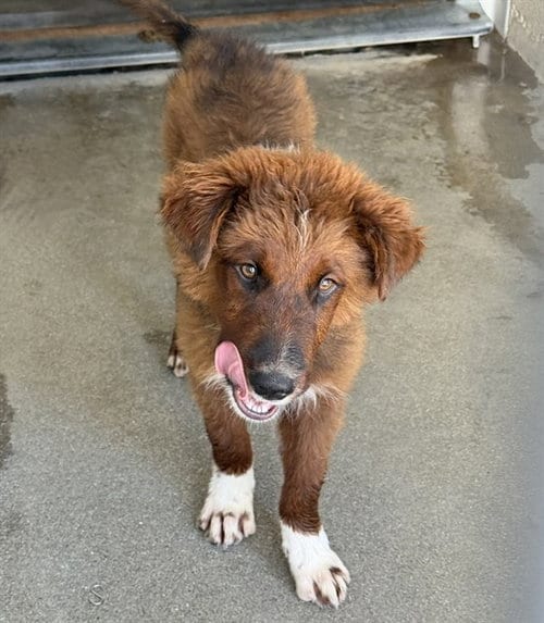 Photo of Edwin, adoptable Australian Cattle Dog/Blue Heeler in San Bernardino, California