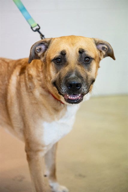 Photo of Ace, adoptable Anatolian Shepherd in Minneapolis, Minnesota