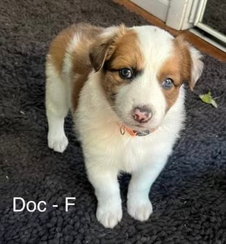 Photo of Doc, adoptable Poodle (unknown type) in Hillside, Illinois