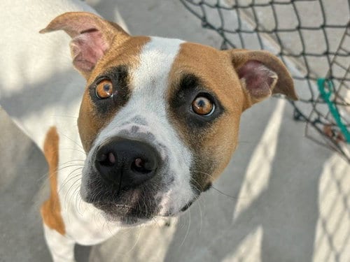 Photo of Honey Bun, adoptable Pit Bull Terrier in Tulsa, Oklahoma