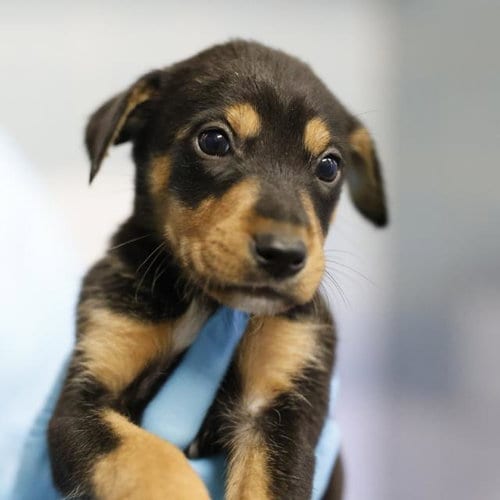 Photo of Jade, adoptable Doberman Pinscher in San Antonio, Texas
