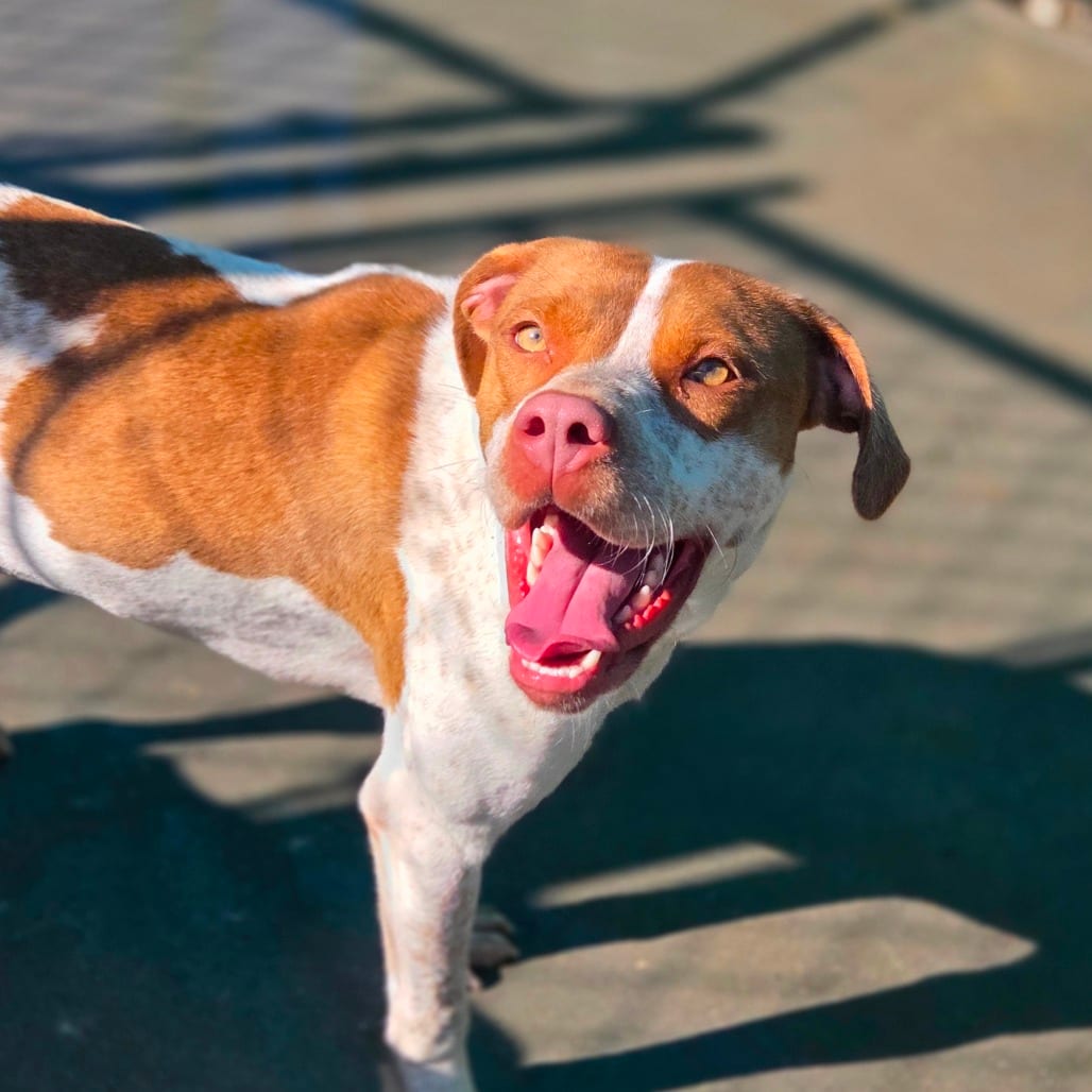Photo of Sinker, adoptable Mixed Breed (Medium) in Winfield, West Virginia