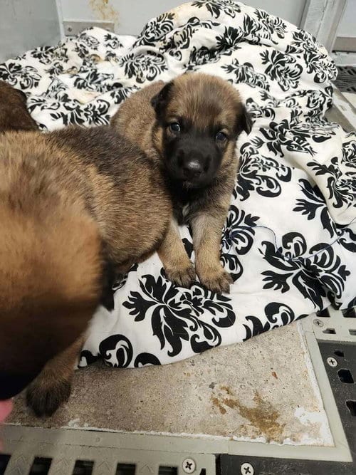 Photo of Pumpkins Litter Persimmon - Located in SC, adoptable Belgian Shepherd Malinois in Imlay City, Michigan