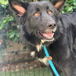 Photo of Sadie, adoptable Border Collie in Ventura, California