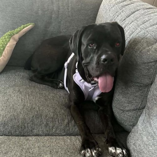 Photo of Simone, adoptable Cane Corso Mastiff in Las Vegas, Nevada
