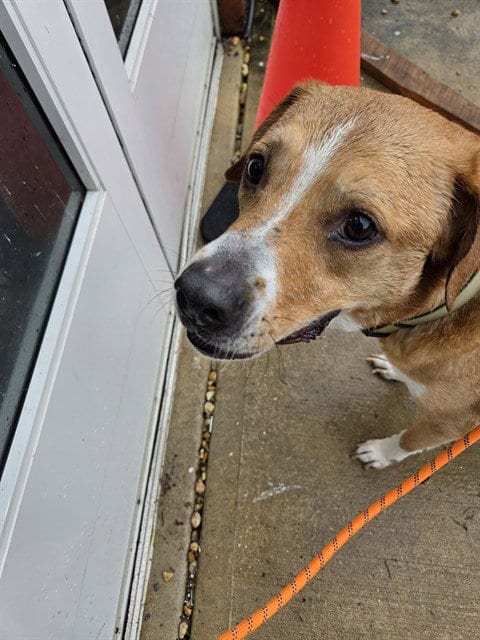 Photo of Angelica, adoptable Labrador Retriever in Forestville, Maryland