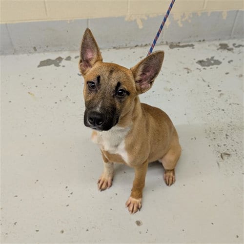 Photo of Apple, adoptable Belgian Shepherd Malinois in Conroe, Texas
