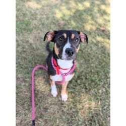 Photo of Armea, adoptable Mixed Breed (Medium) in Baton Rouge, Louisiana