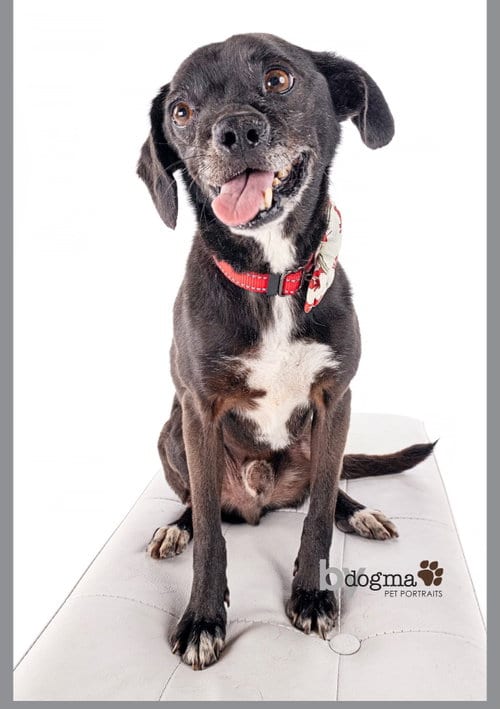 Photo of Scamp, adoptable Pug in Newport Beach, California