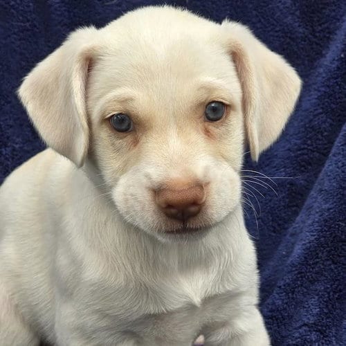 Photo of Phoenix Pup - Pima, adoptable Chihuahua in San Diego, California