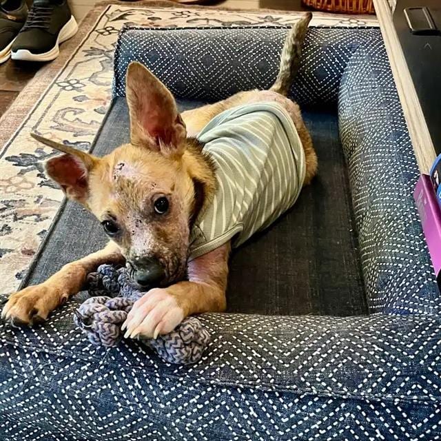 Photo of Truvy, adoptable dog in San Antonio, Texas