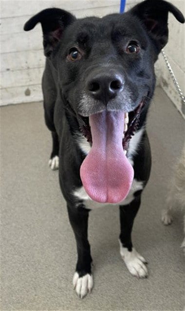 Photo of Boy, adoptable Pit Bull Terrier in San Bernardino, California
