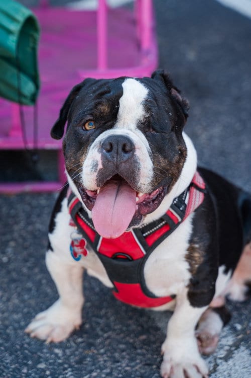 Photo of Gherkin, adoptable Bulldog in St. Louis Park, Minnesota