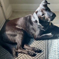 Photo of Skipper, adoptable Labrador Retriever in San Antonio, Texas