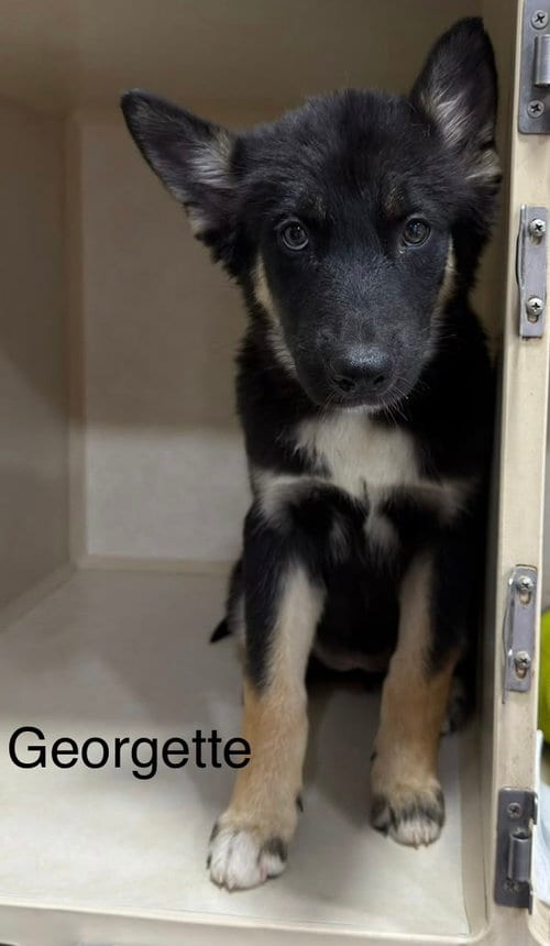 Photo of Georgette, adoptable German Shepherd Dog in El Centro, California
