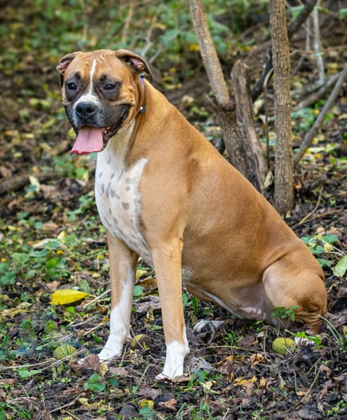 Photo of Celine, adoptable Boxer in Sussex, New Jersey