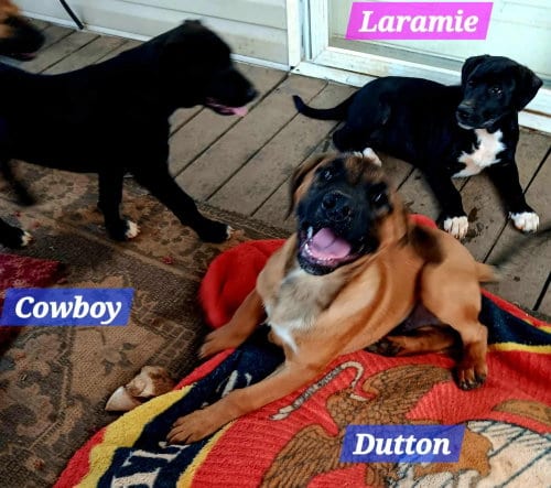 Photo of Yellowstone litter, adoptable Shepherd in FRAMINGHAM, Massachusetts