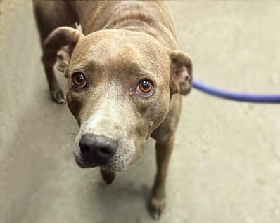 Photo of Mommas, adoptable dog