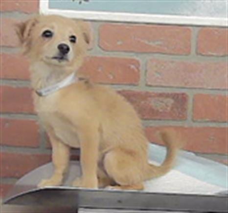 Photo of A2096205, adoptable Chihuahua in Houston, Texas