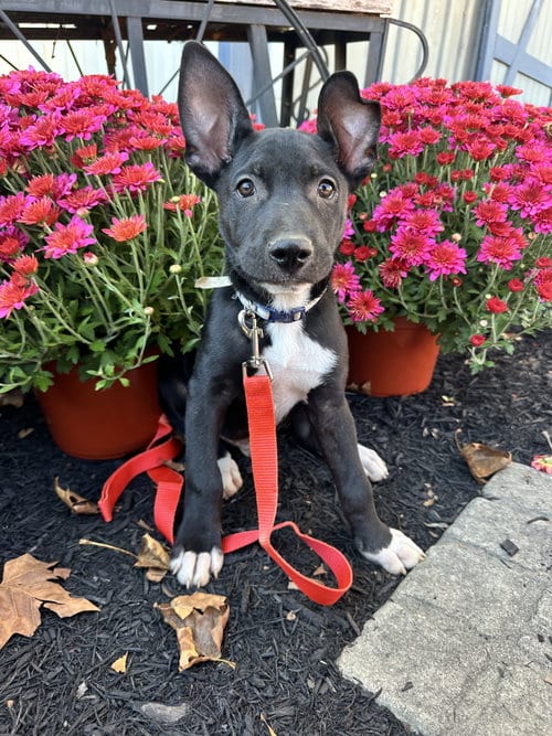 Photo of Martin, adoptable American Pit Bull Terrier in Germantown, Ohio