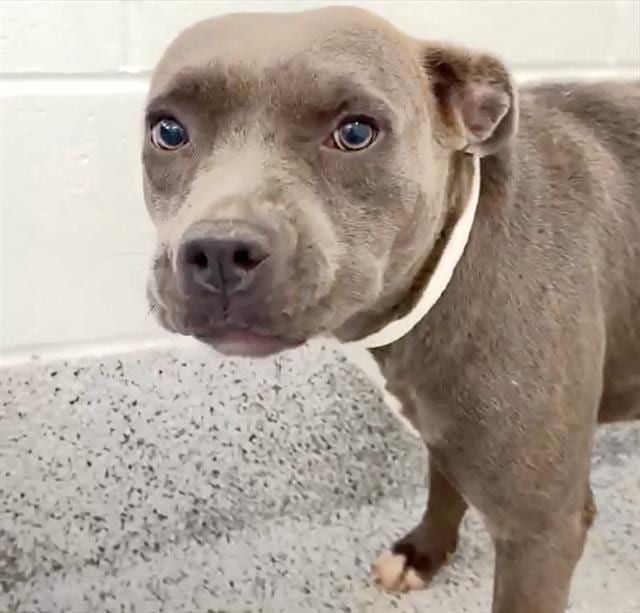 Photo of Francine, adoptable Pit Bull Terrier in Houston, Texas