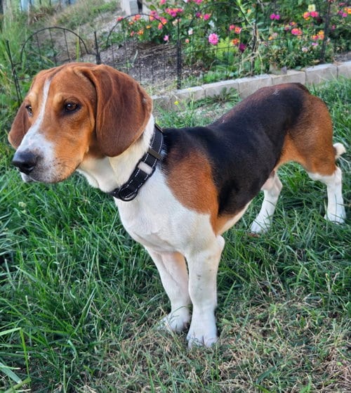 Photo of Woodrow, adoptable Basset Hound in Fenton, Missouri