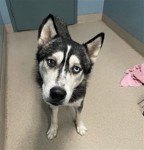 Photo of Zorro, adoptable Husky in Newton, North Carolina