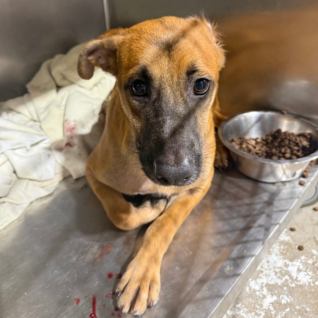 Photo of Heb, adoptable Mixed Breed (Medium) in Houston, Texas
