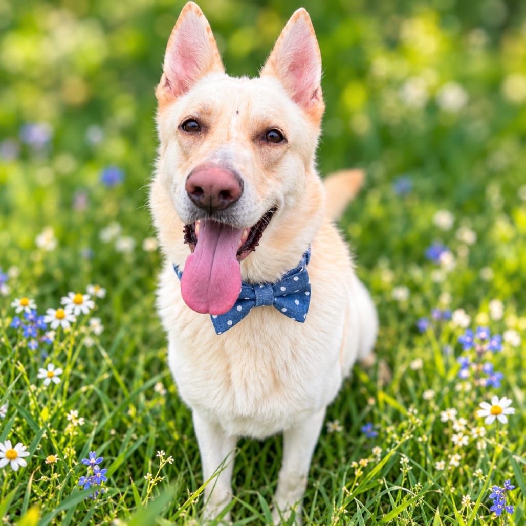 Photo of Ivan, adoptable Shepherd, German / Mixed Breed (Large) in Binghamton, New York