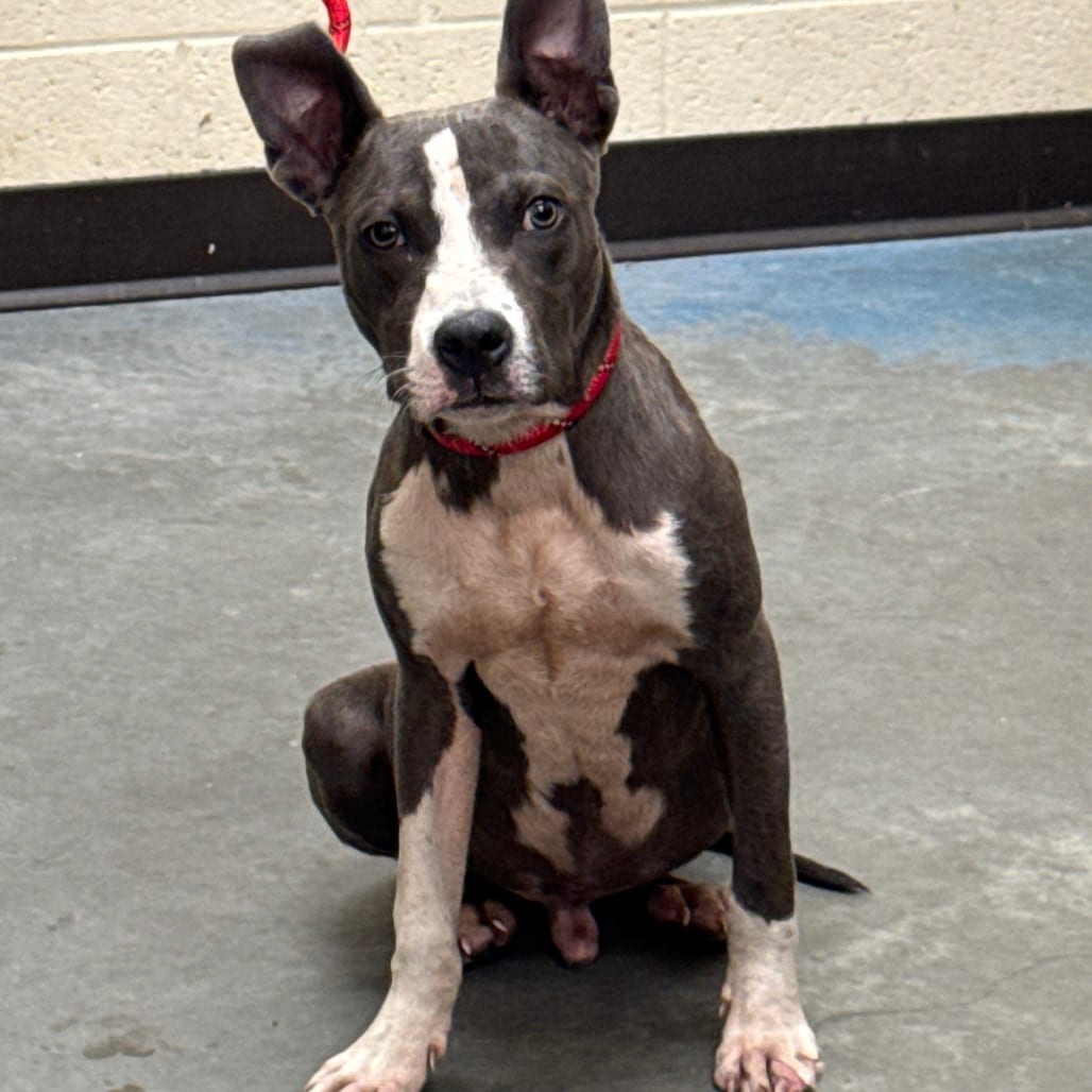Photo of Sugar, adoptable Mixed Breed (Medium)