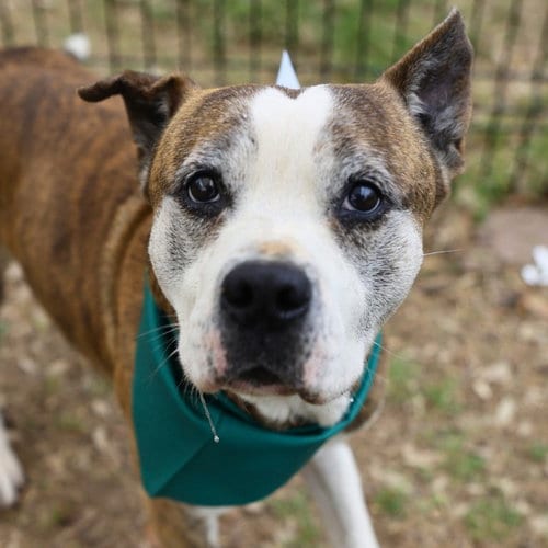 Photo of Domino, adoptable American Staffordshire Terrier in San Antonio, Texas