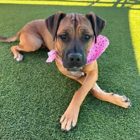 Photo of Kate, adoptable Mastiff / Mixed Breed (Large) in California, California