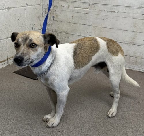 Photo of A597838, adoptable Chihuahua in San Bernardino, California